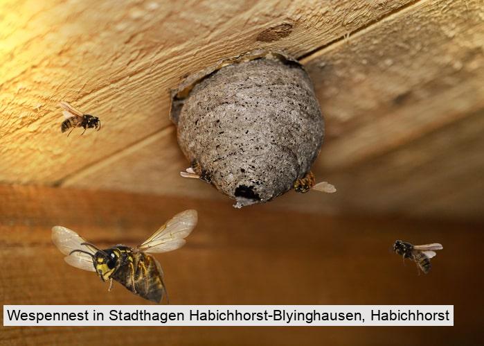 Wespennest in Stadthagen Habichhorst-Blyinghausen, Habichhorst